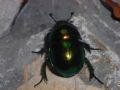 Trypocopris vernalis